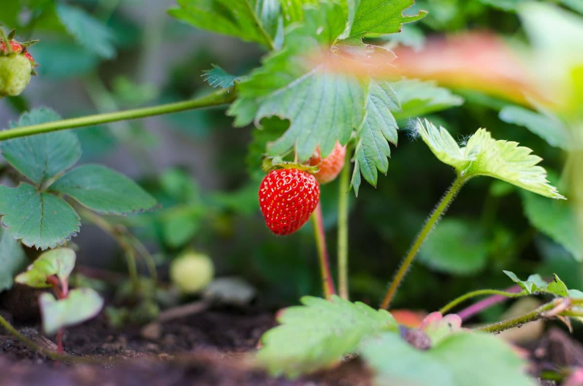 Kebun stroberi segar