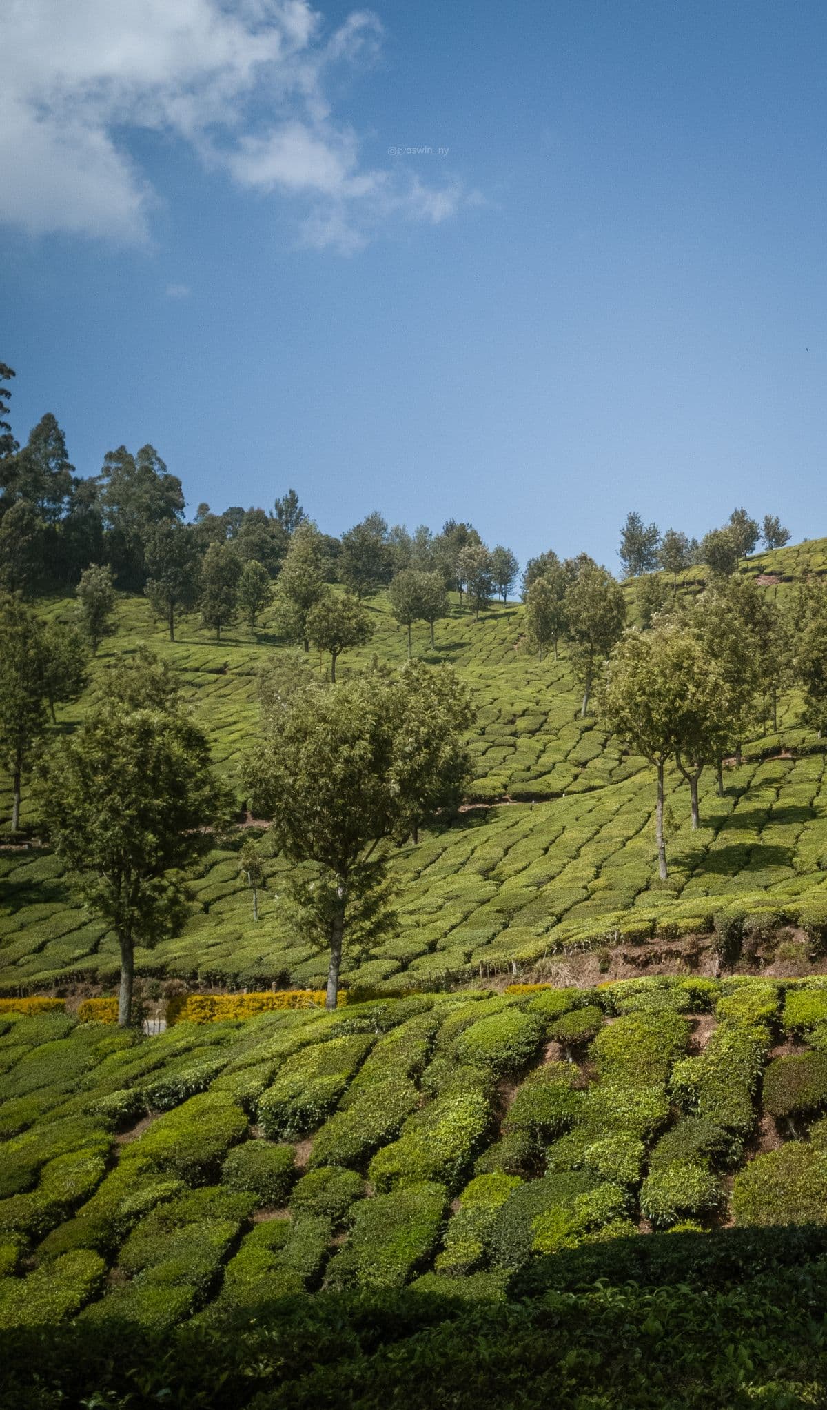 Perkebunan teh hijau di perbukitan